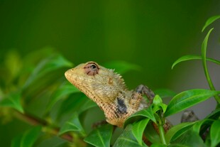 绿叶间的蜥蜴