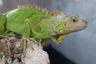 绿鬣蜥栖息于岩石上