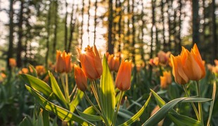 林间绽放的橙色郁金香