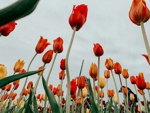 绚烂郁金香花海绽放