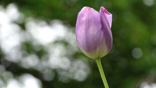 紫色郁金香特写