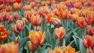 绚烂多彩的橙色郁金香花海