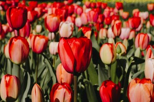 绚烂多彩的郁金香花海