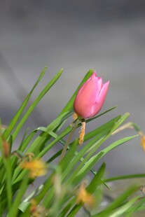 粉色郁金香绽放于绿叶间
