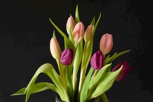 多彩郁金香花束特写