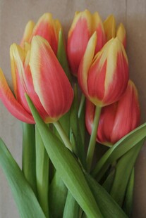 鲜艳双色郁金香花束