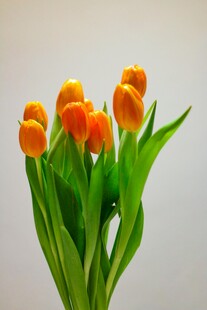 橙色郁金香花束