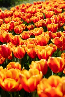 绚烂橙色郁金香花海