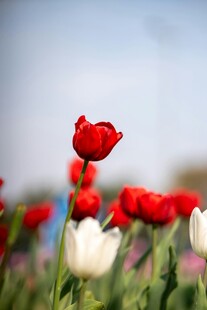 娇艳郁金香绽放于花田