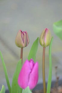 娇艳郁金香花苞绽放瞬间