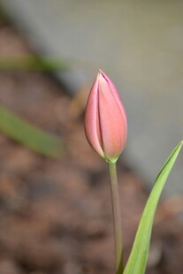 含苞待放的粉色郁金香