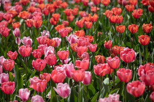 绚烂郁金香花海