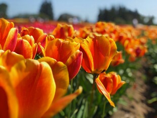 绚烂多彩的郁金香花田