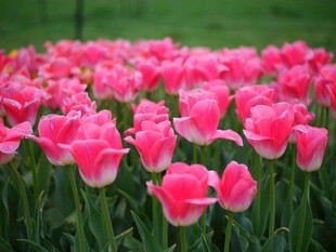 粉色郁金香花海绽放