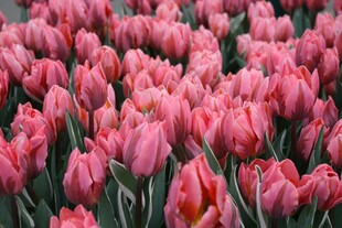 粉色郁金香花海绽放