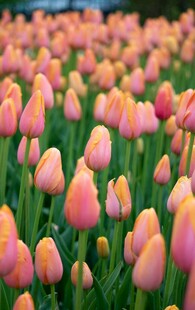 缤纷郁金香花海