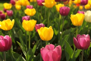 多彩郁金香花海绽放