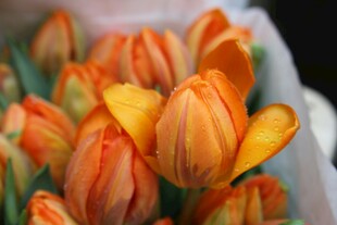 橙色郁金香花束特写