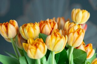 橙黄郁金香花束特写