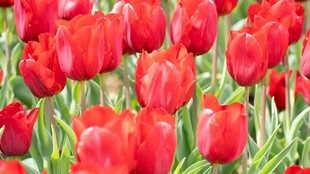鲜艳红郁金香花海