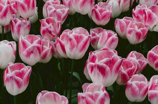 粉色条纹郁金香花海