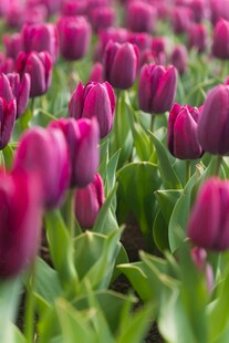 浪漫紫郁金香花海