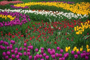 五彩斑斓的郁金香花田