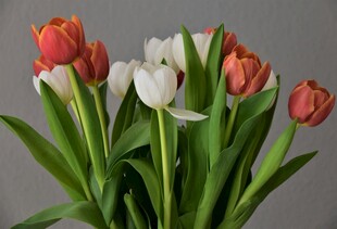 多彩郁金香花束展示
