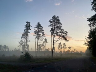 晨雾中的林间日出美景