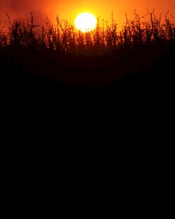 夕阳下的田野剪影