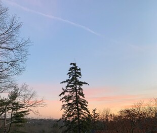 夕阳下的挺拔松树