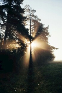 林间晨光洒下的静谧美景