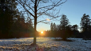 冬日雪林落日孤树美景