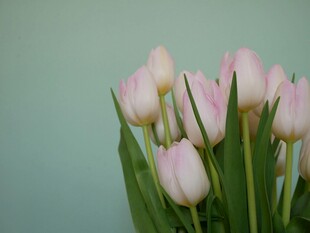 粉色郁金香花束特写