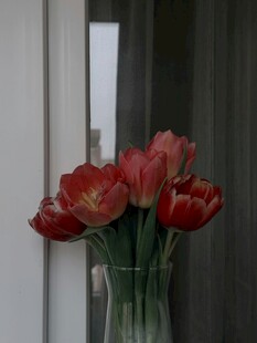窗边红郁金香花瓶景致