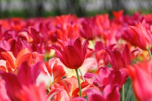 绚烂郁金香花海