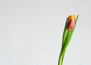 单枝郁金香花苞特写