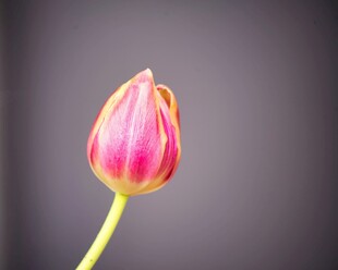 娇艳郁金香花苞特写