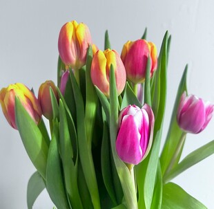 多彩郁金香花束