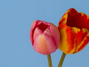 双色郁金香绽放蓝天