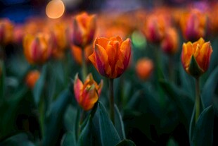 郁金香花丛