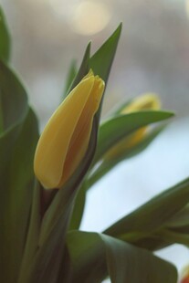 黄色郁金香花苞特写