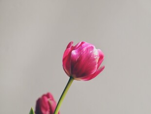 娇艳粉色郁金香特写