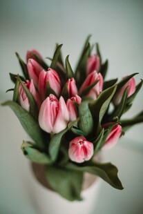 粉色郁金香花束特写