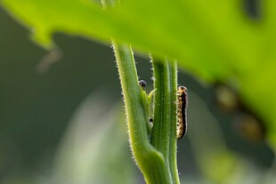 绿叶上的毛毛虫