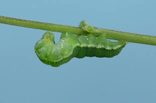 绿叶上的绿色毛毛虫