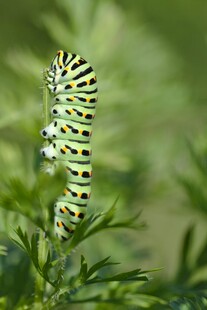 绿色条纹毛毛虫栖息植物上