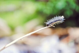树枝上的毛毛虫