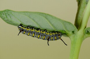 绿叶上的彩色毛毛虫