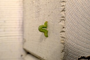 毛毛虫